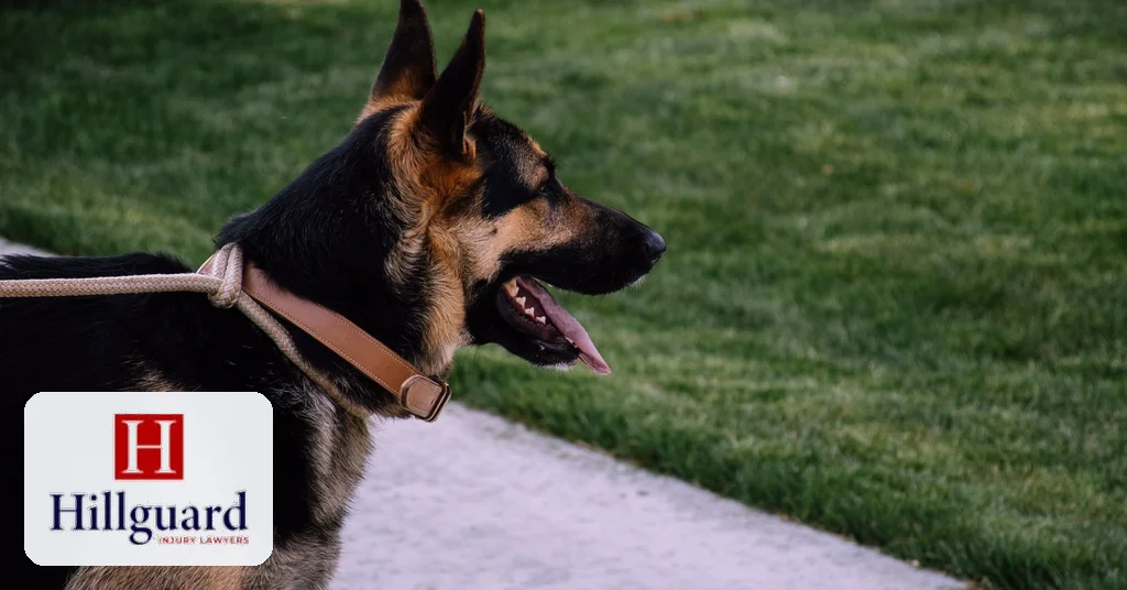 A calm German Shepherd on a leash outdoors